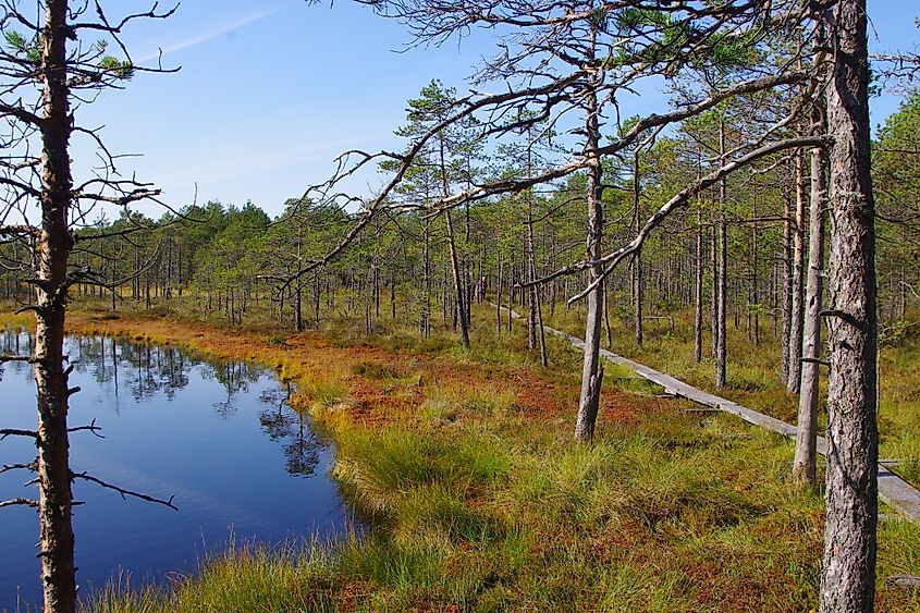 Wooden boardwalk in bog.