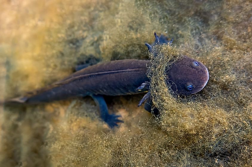 An Grey axolotl in Mexican waters.