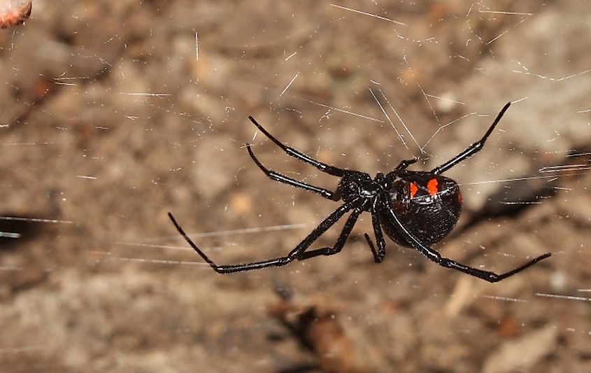 Black Widow Spider