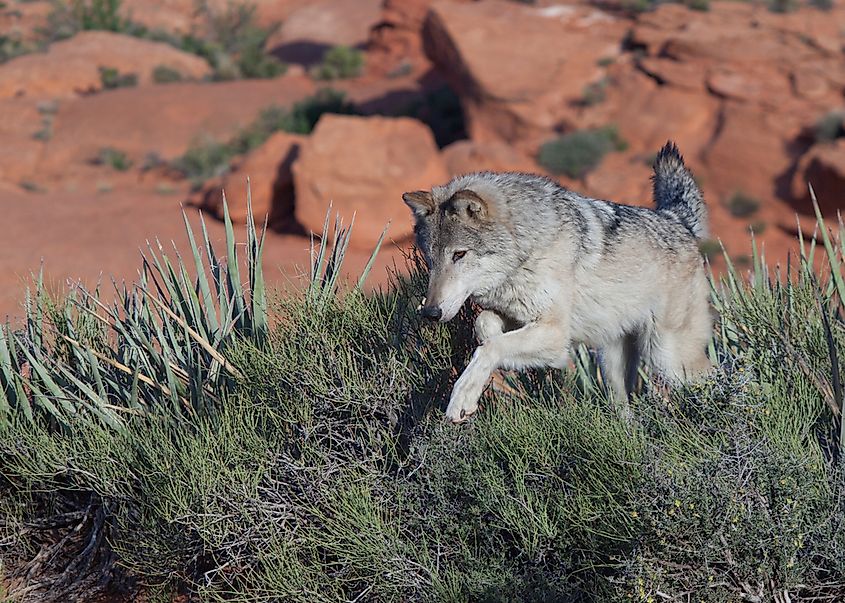 What Animals Live In Utah