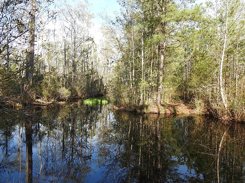 View of the Pocosin Wetlands in the Alligator River Wildlife Refuge.