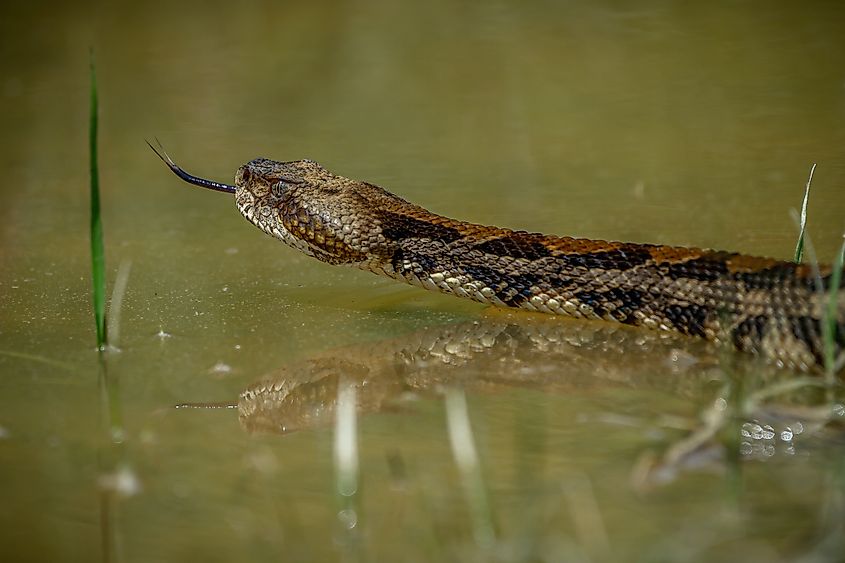 A timber rattlesnake in shallow water.
