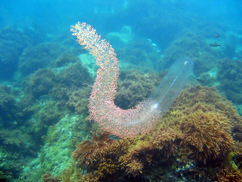 Red-spotted siphonophore