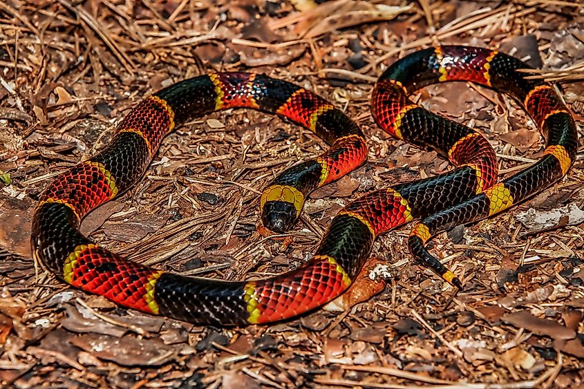 "Red on yellow, kill a fellow": the eastern coral snake.