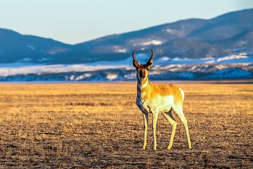 Pronghorn Antelope native to the Dakota Region 