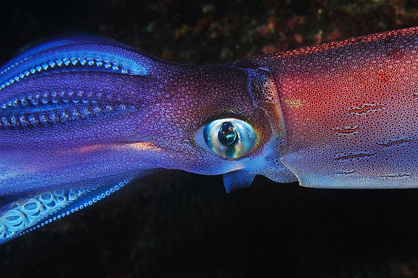 Close-up of a squid underwater.