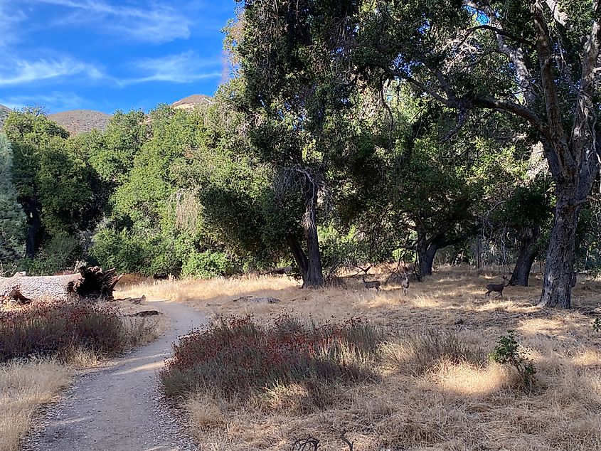 A herd of deer just off a trail through golden grass and oak woodlands.  