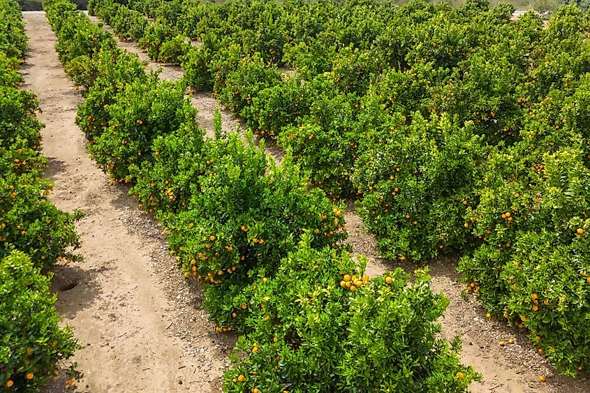 Orange trees in a plantation.