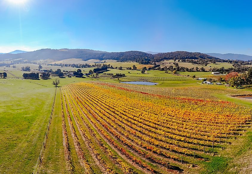 Vineyards in Yarra Glen, Victoria.