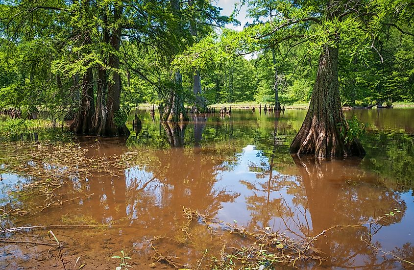 Leroy Percy State Park, Mississippi's oldest state park.