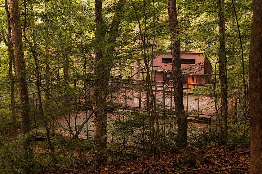 View of thick forests in Granville, Ohio.