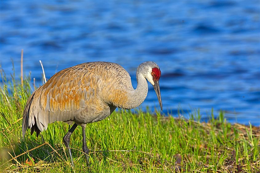 Sandhill Crane