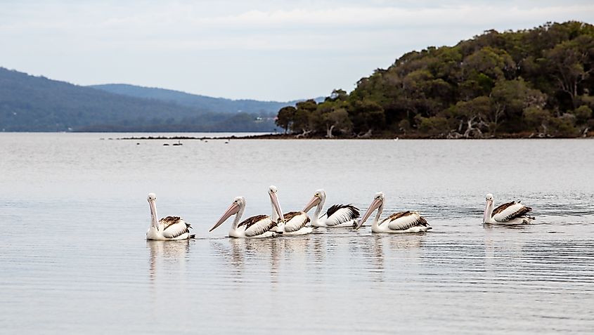 Pelicans at Wilson Inlet, Denmark, Western Australia