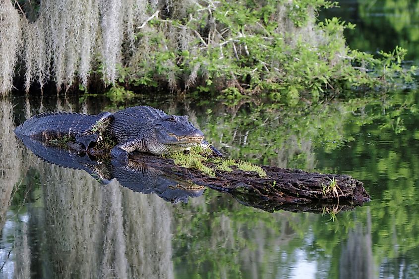 An American alligator in the Cypress Island Preserve, Louisiana.