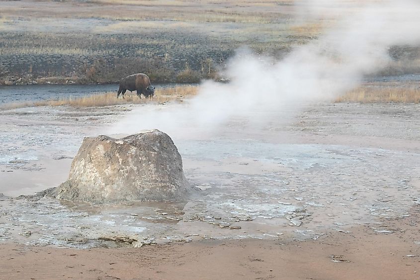 The Beehive Geyser in Yellowstone National Park with a bison grazing near it.