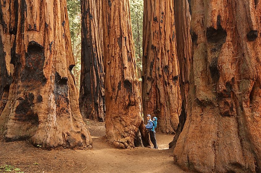 The giant redwoods at the Sequoia National Park, California.