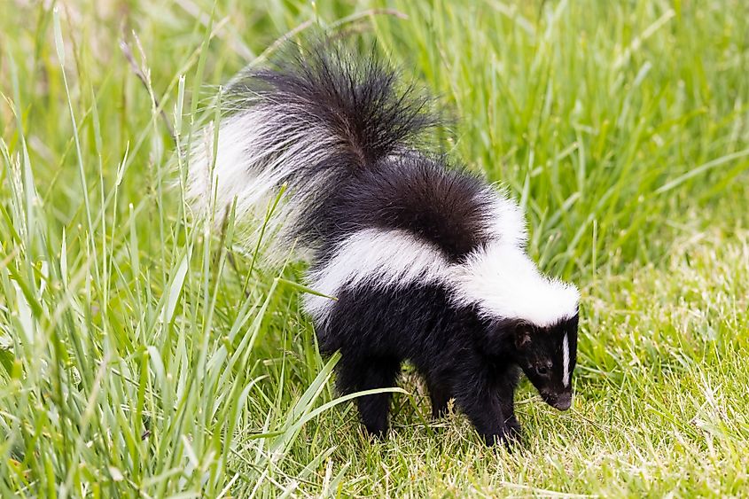 A striped skunk in grass.