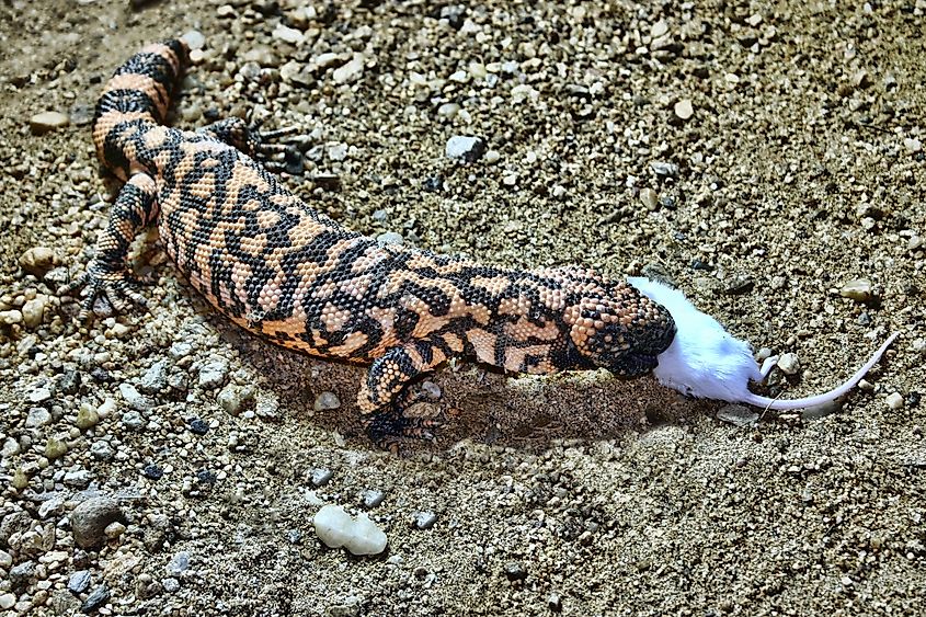 Rodents are prey for Gila monsters. Here, a Gila monster in captivity is feeding on a mouse.