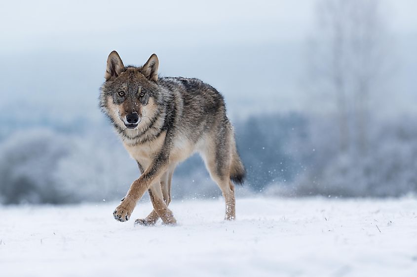 Gray wolf in the snow.