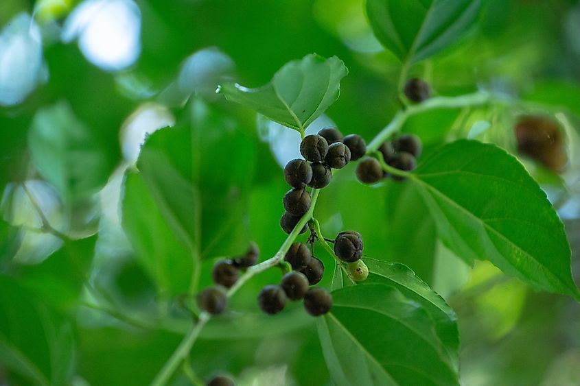 Fruits of a latherleaf shrub.