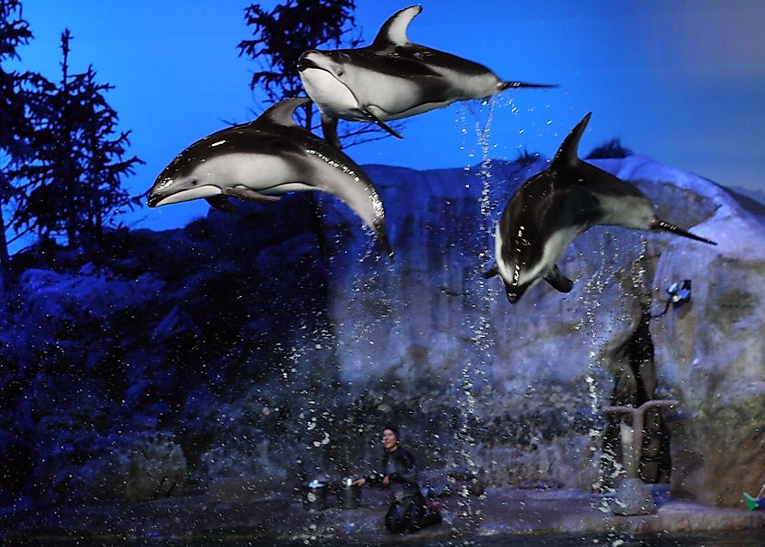 A moment in the "Fantasea" aquatic show at Shedd Aquarium in Chicago. Image Credit Sage Ross via Wikimedia.