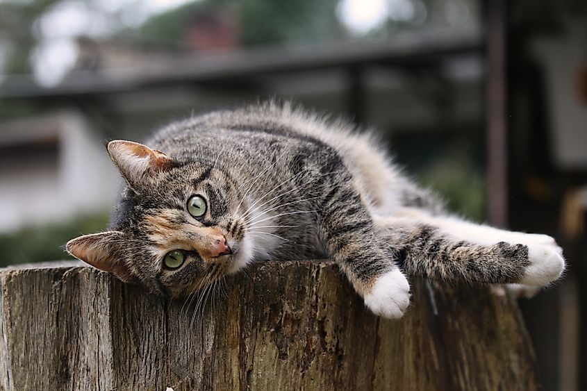 Cats control vermin populations and are beloved companions, but millions of feral cats are a damaging invasive species.