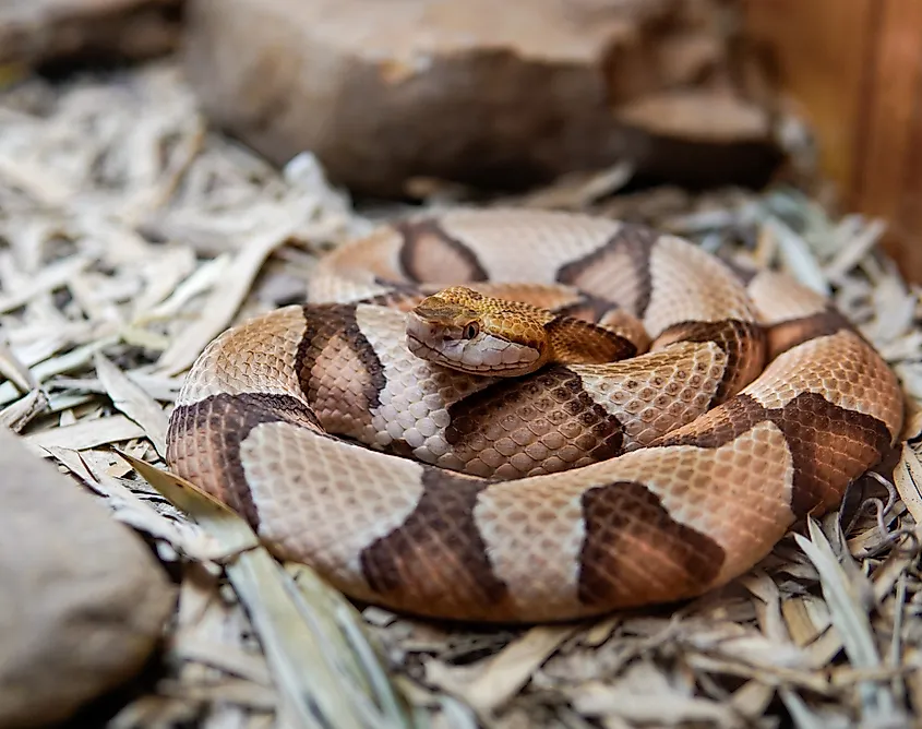 Northern Copperhead snake