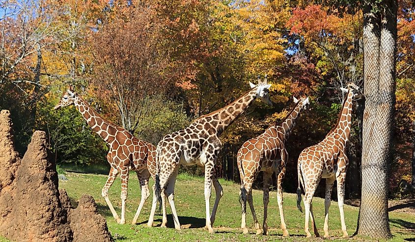 Giraffes at the Asheboro Zoo in autumn