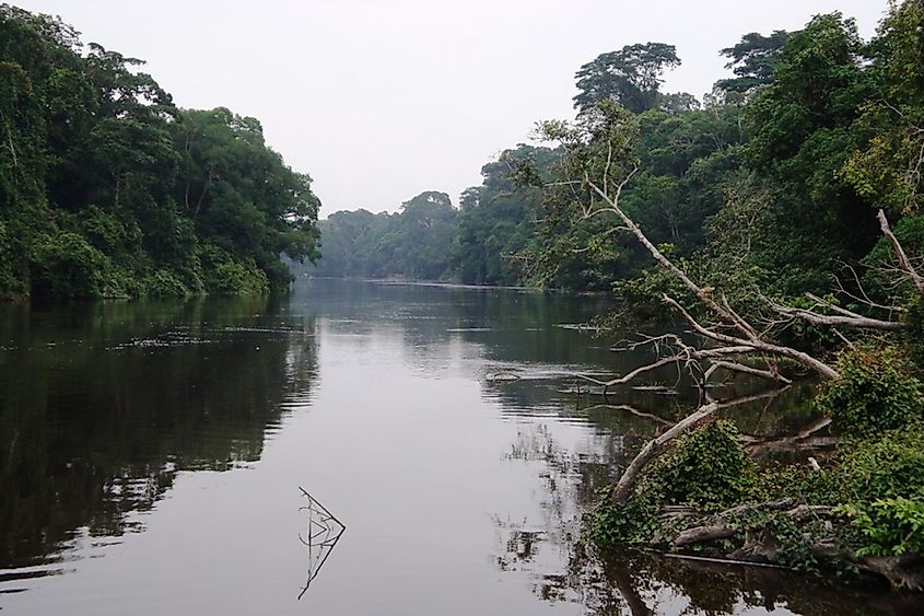 Dja River with trees lining the banks and in the water