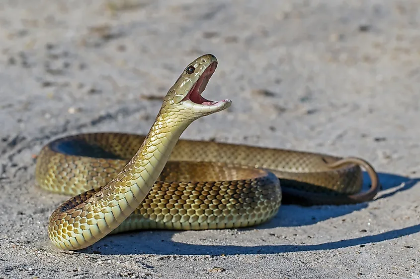 An Australian Eastern Tiger Snake (Notechis scutatus) in a striking pose, with its body coiled and head raised high. 