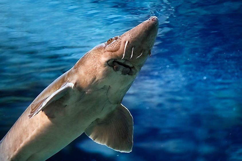 Sturgeon floating in blue water.