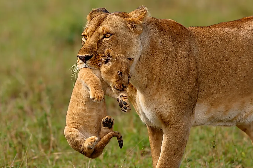 A lioness carrying its cub in its mouth.
