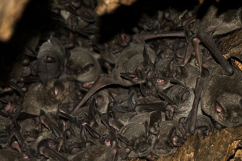 A roosting bat colony of lesser-short tailed bats