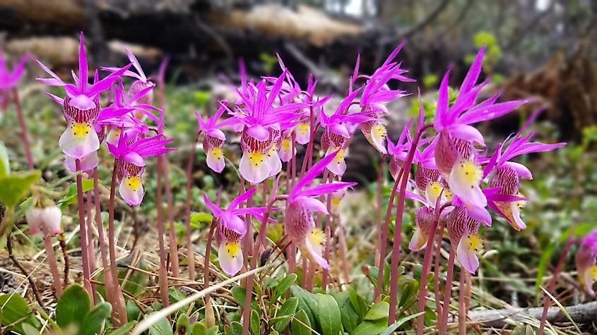 A cluster of pink calypso orchids with yellow labellum