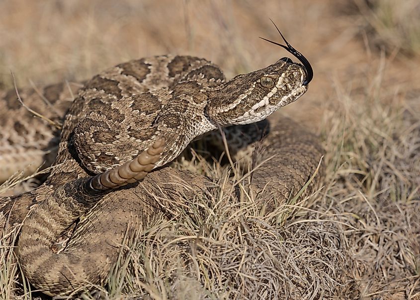 A prairie rattlesnake tasting the air for sensory information.