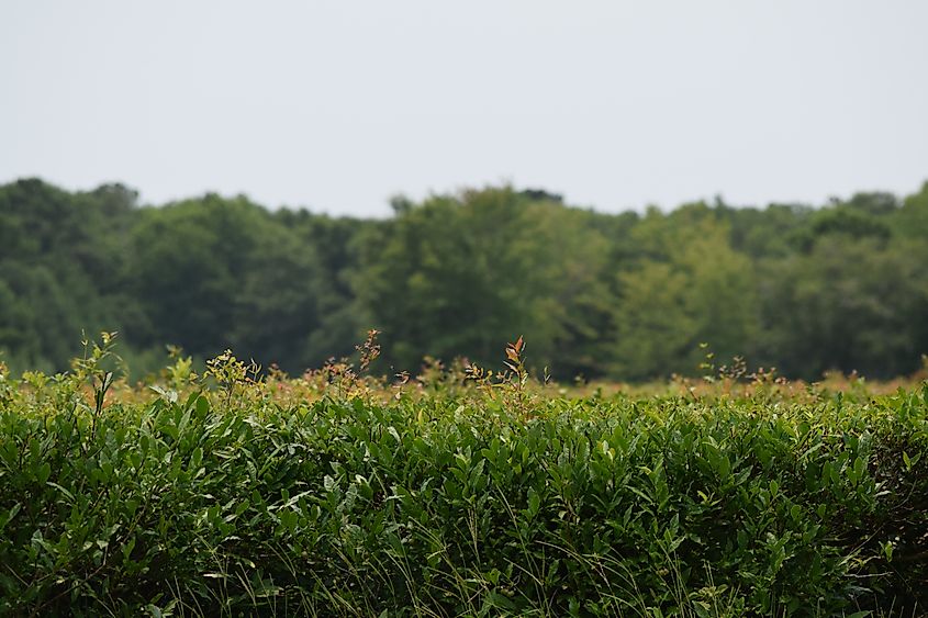 Rows of neatly trimmed tea bushes at the Charleston Tea Garden in South Carolina