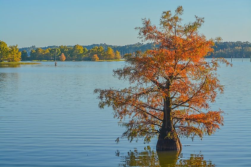 The Bald Cypress Trees growing in Lake D''Arbonne State Park, Louisiana