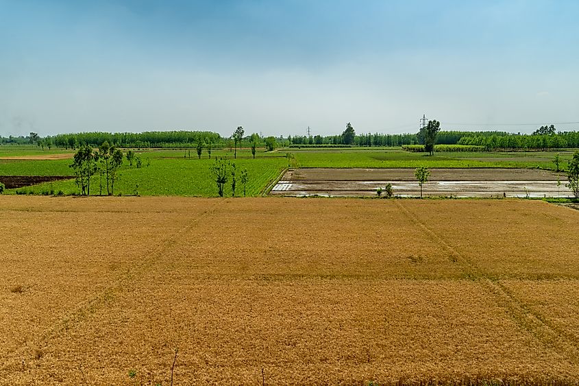 Vast agricultural farmland in Uttar Pradesh, India.