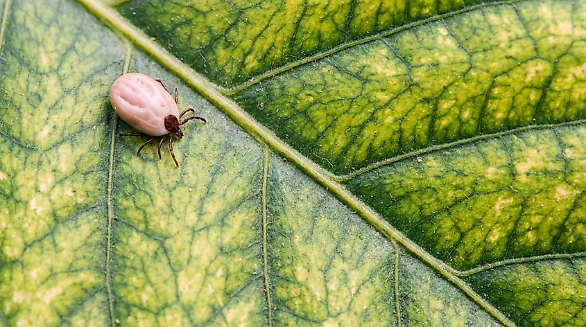 An engorged tick on a leaf. Tick checks after outdoor activity can help reduce the risk of bites and disease exposure.
