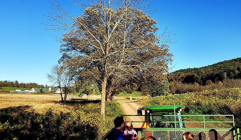 Pumpkin Patch Journey at Heaven Hill Farms, New Jersey.