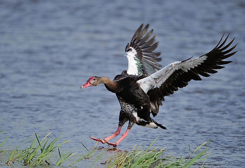 Spur wing goose landing