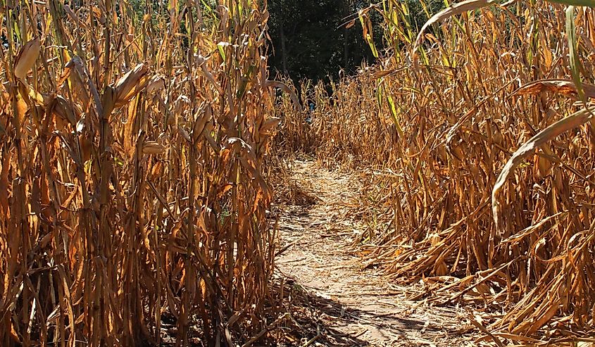 Pathway through a Corn Maze