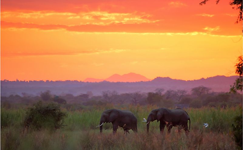Elephants at sunset in Liwonde National Park. Malawi 