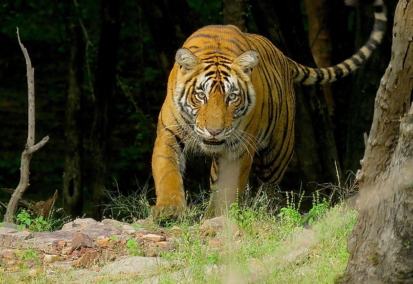 Continental Tiger, Species, bengal tiger is found in 