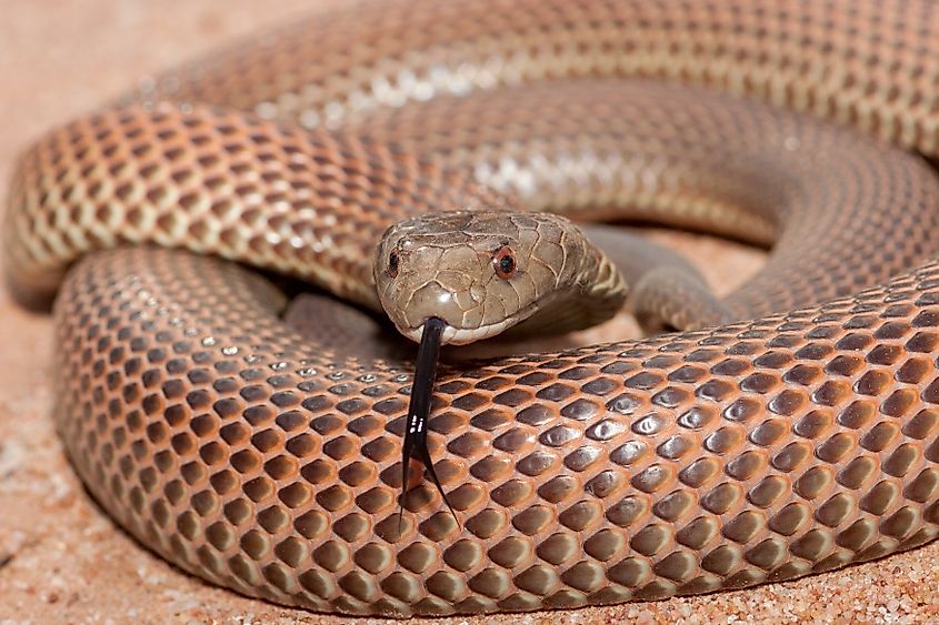 Close-up of a Mulga snake with its tongue out.