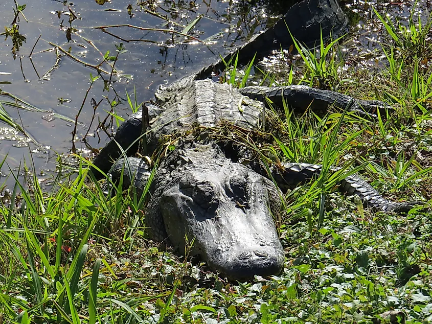 Alligators in Brazos Bend State Park Houston, Texas