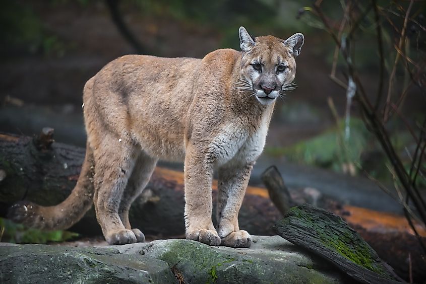 A mountain lion in the wild.