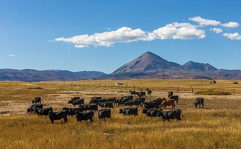 Cows at pasture along the Highway of Legends, Colorado.