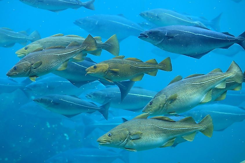 A school of cod swimming in the Atlantic Ocean. Image credit andrzej_67 via Shutterstock.