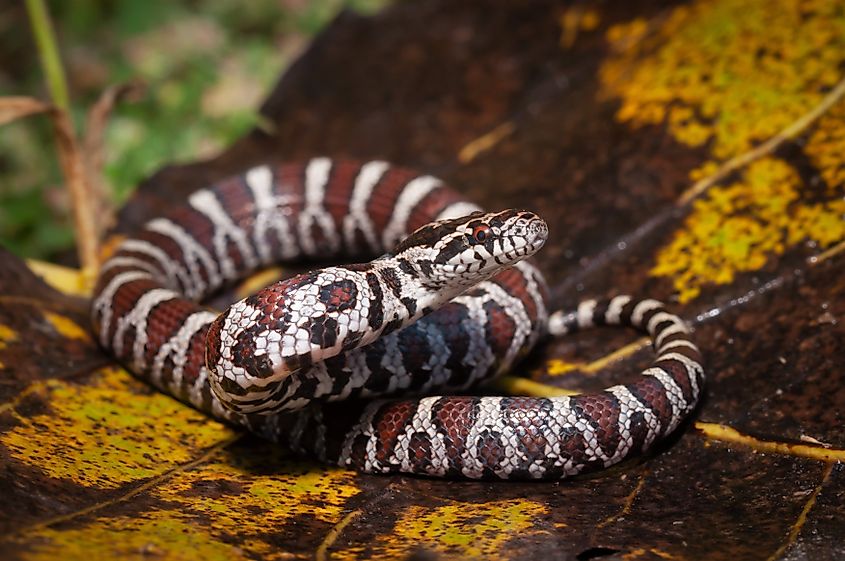 An Eastern milksnake is a non-venomous species found in Pennsylvania.